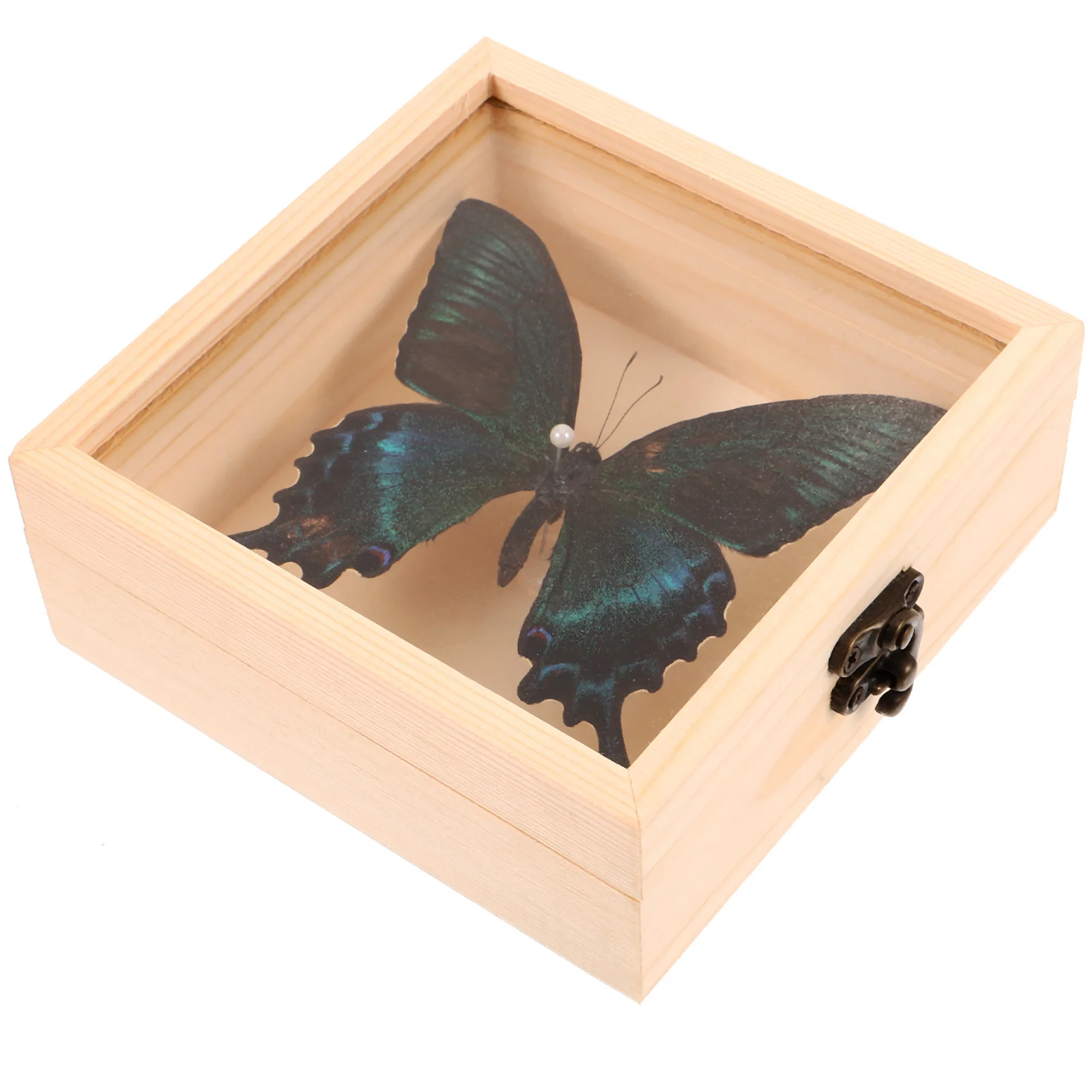 1 set of Butterfly Specimen in Display Case School Educational Butterfly Specimen Butterfly Ornament
1 set of Butterfly Specimen in Display Case School Educational Butterfly Specimen Butterfly Ornament