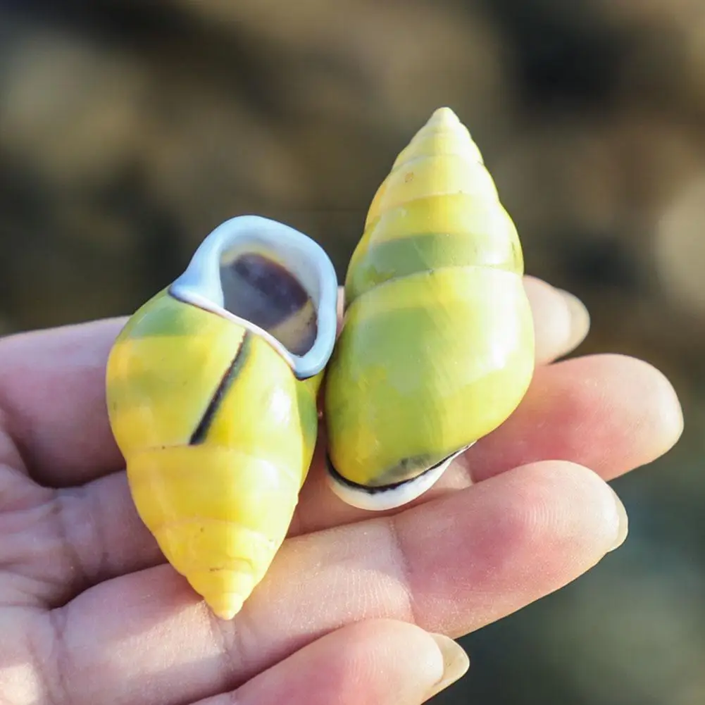 Specimen Snails Natural Conch S Starfish Window Decorations K4o2 Fish Cowrie Diy Manual Sea Home Tanks Aqu C2l7
Specimen Snails Natural Conch S Starfish Window Decorations K4o2 Fish Cowrie Diy Manual Sea Home Tanks Aqu C2l7