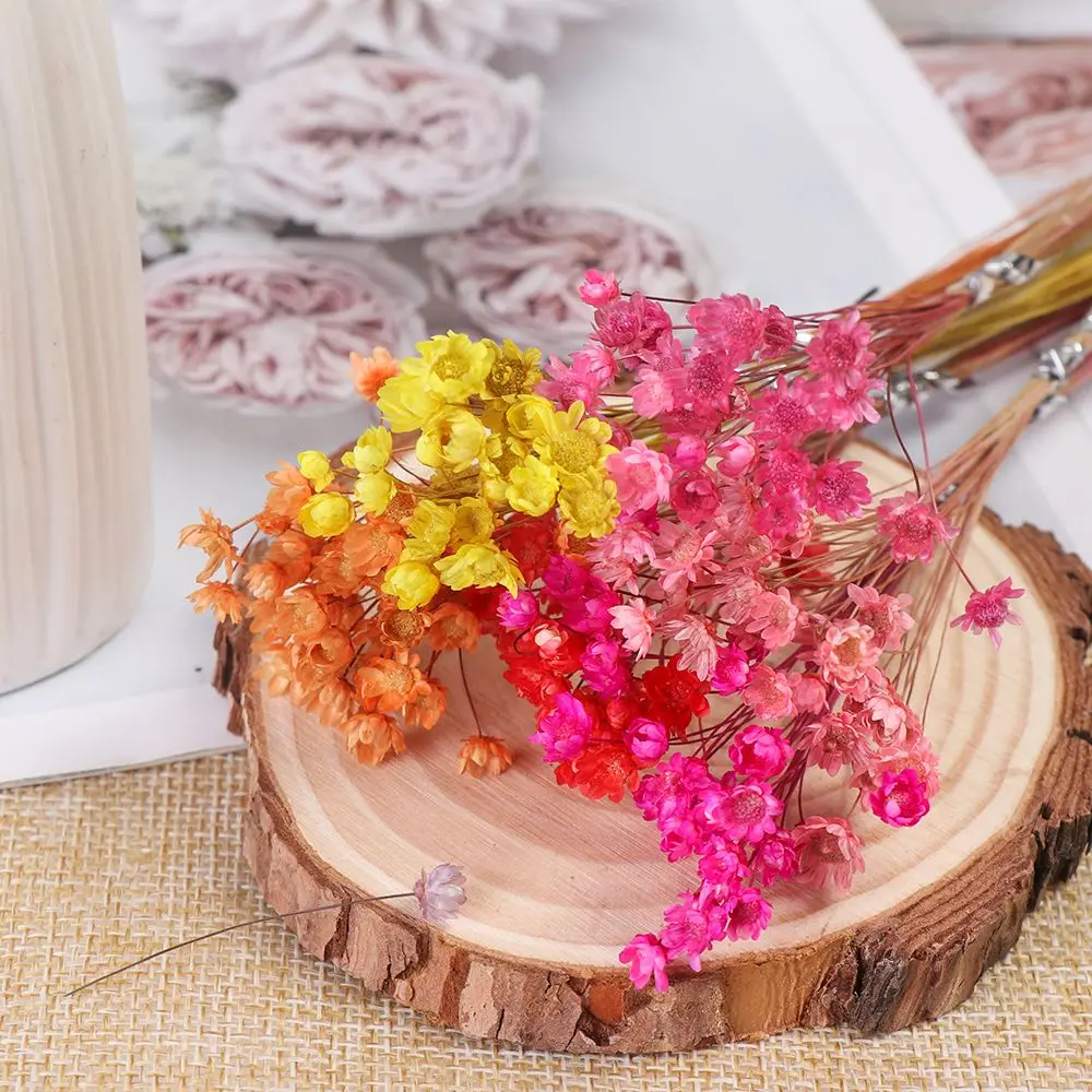 30pcs Decorative Dried Flowers Mini Daisy Small Star Flowers Bouquet Natural Plants Preserve Floral for Wedding Home Decoration 
30pcs Decorative Dried Flowers Mini Daisy Small Star Flowers Bouquet Natural Plants Preserve Floral for Wedding Home Decoration