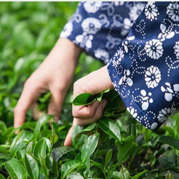 2022 Экстра-классный чай Oolong Tiekuanyin Qingxiang, Альпийский чай, забота о здоровье, 250 г 
2022 Экстра-классный чай Oolong Tiekuanyin Qingxiang, Альпийский чай, забота о здоровье, 250 г