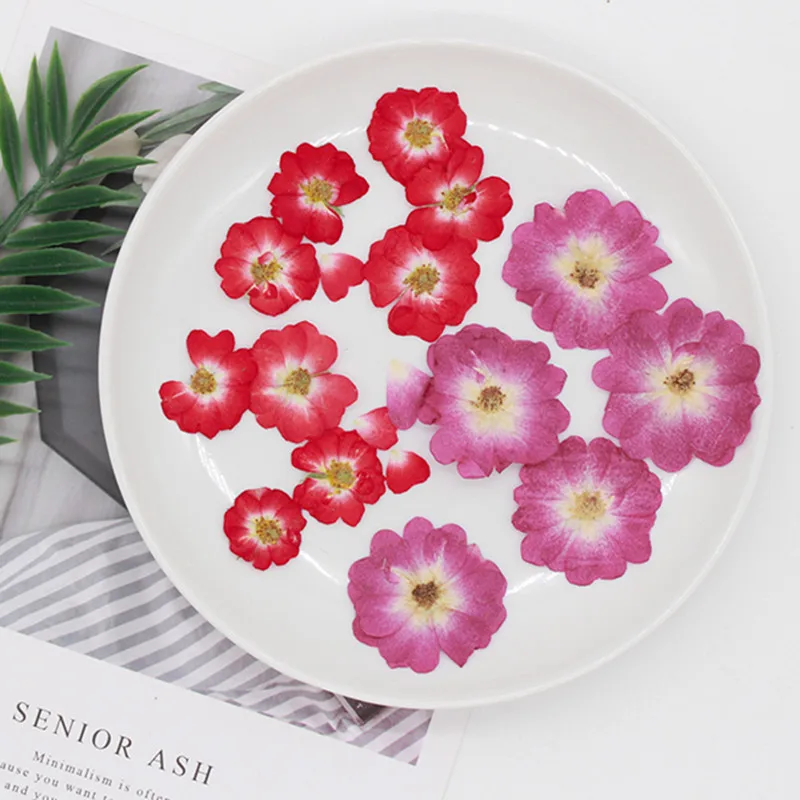 12pcs/24pcs Chinese Rose Pressed Dried Flowers for Resin, Natural Dried Flower for Resin Jewelry Making Soap and Candle Making
12pcs/24pcs Chinese Rose Pressed Dried Flowers for Resin, Natural Dried Flower for Resin Jewelry Making Soap and Candle Making