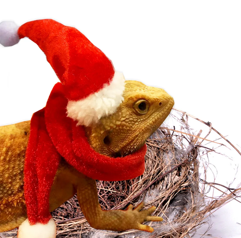 New Christmas Cap+scarf Lizard costume Parrot Bird Hamster Turtle Lizard Christmas Pet Decoration Reptile Costume
New Christmas Cap+scarf Lizard costume Parrot Bird Hamster Turtle Lizard Christmas Pet Decoration Reptile Costume