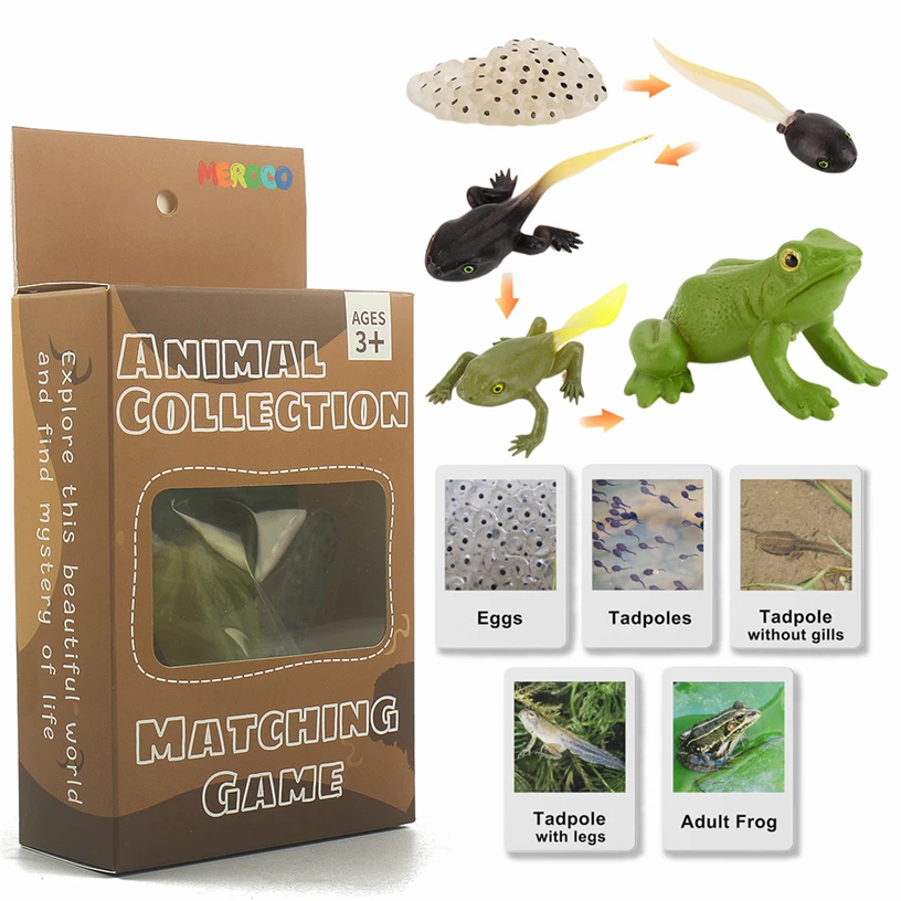 Montessori Animal Life Cycle Learning Educational Teaching Material Biology Science Learning Games For Children 3 Years B44W
Montessori Animal Life Cycle Learning Educational Teaching Material Biology Science Learning Games For Children 3 Years B44W
