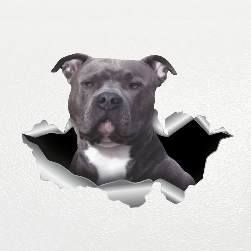 S62219# Car Sticker Blue Nose pitbull Dog Pet Animal Waterproof Vinyl Decal Car Accessories Decor Pegatinas Para Coche
S62219# Car Sticker Blue Nose pitbull Dog Pet Animal Waterproof Vinyl Decal Car Accessories Decor Pegatinas Para Coche