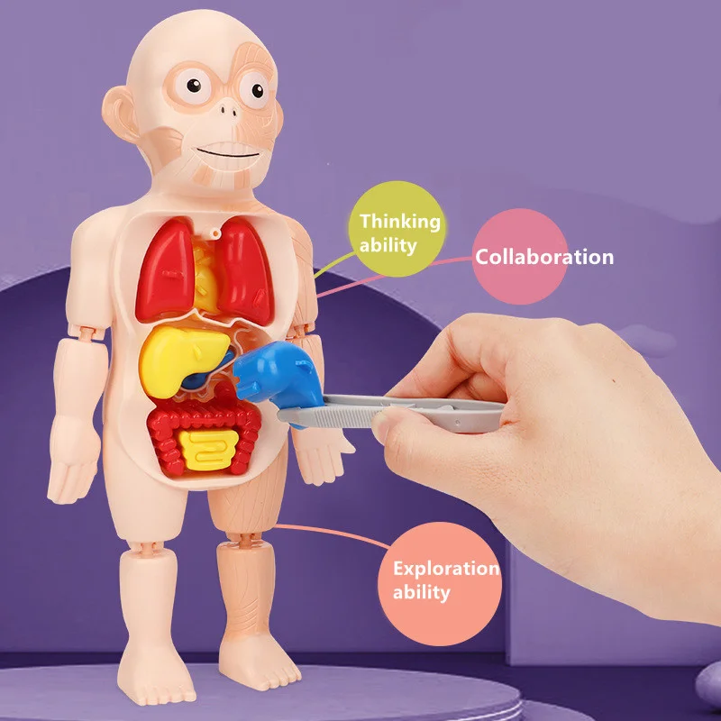 Kids Montessori Speelgoed 3D Educatief Puzzel Menselijk Lichaam Anatomie Lichaam Orgel Gemonteerd Leren Speelgoed Kits Biologie
Kids Montessori Speelgoed 3D Educatief Puzzel Menselijk Lichaam Anatomie Lichaam Orgel Gemonteerd Leren Speelgoed Kits Biologie