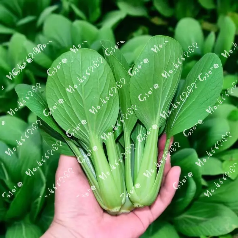 Куриная капуста, лик, сельдерей, баклажаны, чил, вишня, редис, цукини, loofah, фасоль, огурец, перец, капуста, шалот, морковка, помидоры
Куриная капуста, лик, сельдерей, баклажаны, чил, вишня, редис, цукини, loofah, фасоль, огурец, перец, капуста, шалот, морковка, помидоры