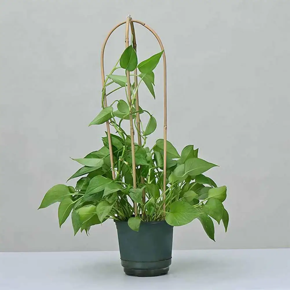 10Pcs/Set Great Eco-friendly Flexible House Plants Vine Ivy Climbing Stake for Home Flower Pot Stand Plant Support
10Pcs/Set Great Eco-friendly Flexible House Plants Vine Ivy Climbing Stake for Home Flower Pot Stand Plant Support
