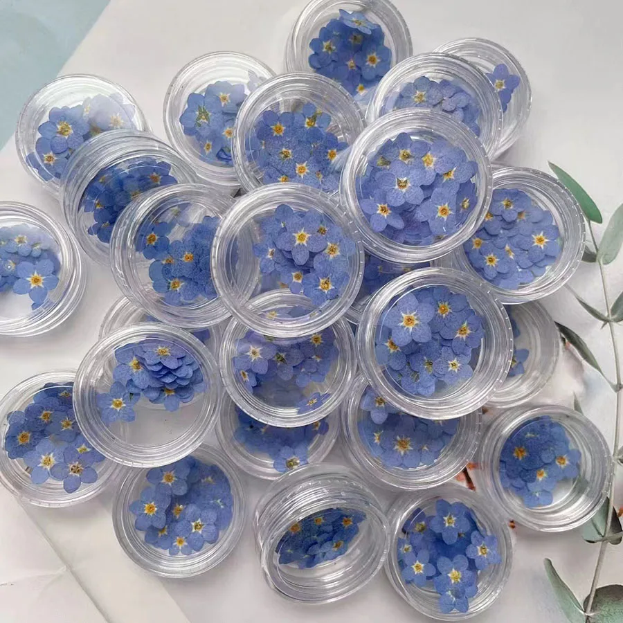 100pcs Pressed Dried Natural Mini Blue Myosotis Sylvatica Forgetmenot Flower Plant Herbarium For Jewelry Phone Case Nailart DIY
100pcs Pressed Dried Natural Mini Blue Myosotis Sylvatica Forgetmenot Flower Plant Herbarium For Jewelry Phone Case Nailart DIY