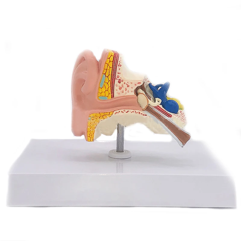 Desktop Ear Anatomy Model Human Medical Ear Anatomy Model Full Ear Model 1:1 Scale anatomy medical teaching tool
Desktop Ear Anatomy Model Human Medical Ear Anatomy Model Full Ear Model 1:1 Scale anatomy medical teaching tool