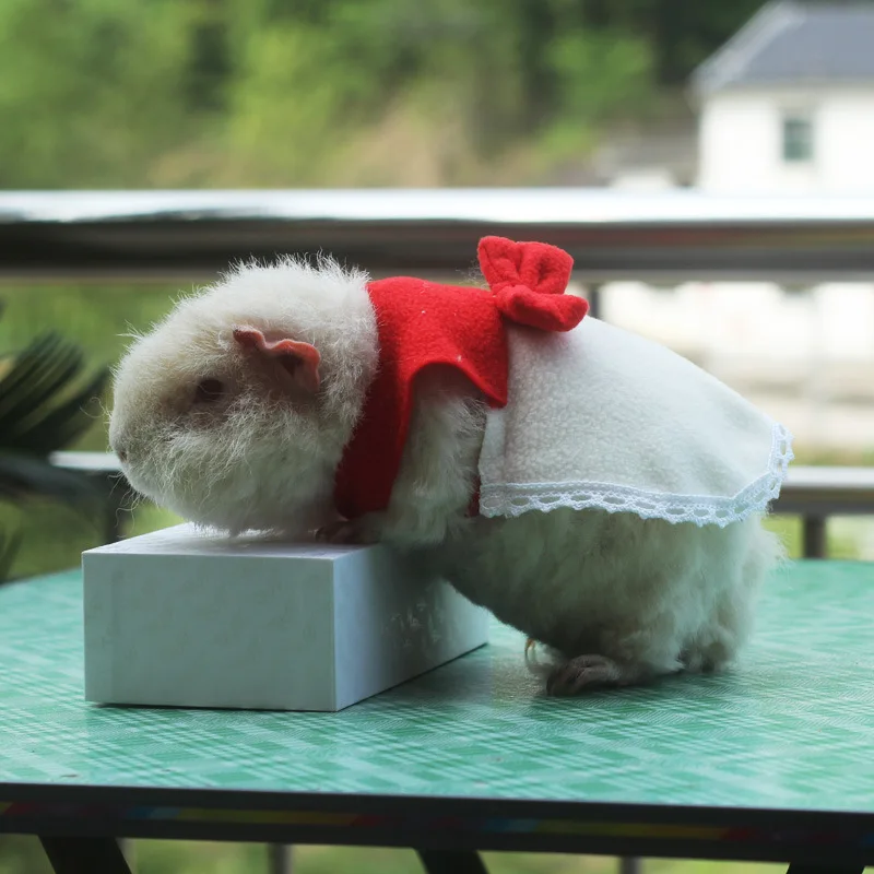 Hamster Dutch Pig Clothes Magic Squirrel Dress Pet Skirt Photography Props Clothing Accessories Double-sided Velvet
Hamster Dutch Pig Clothes Magic Squirrel Dress Pet Skirt Photography Props Clothing Accessories Double-sided Velvet