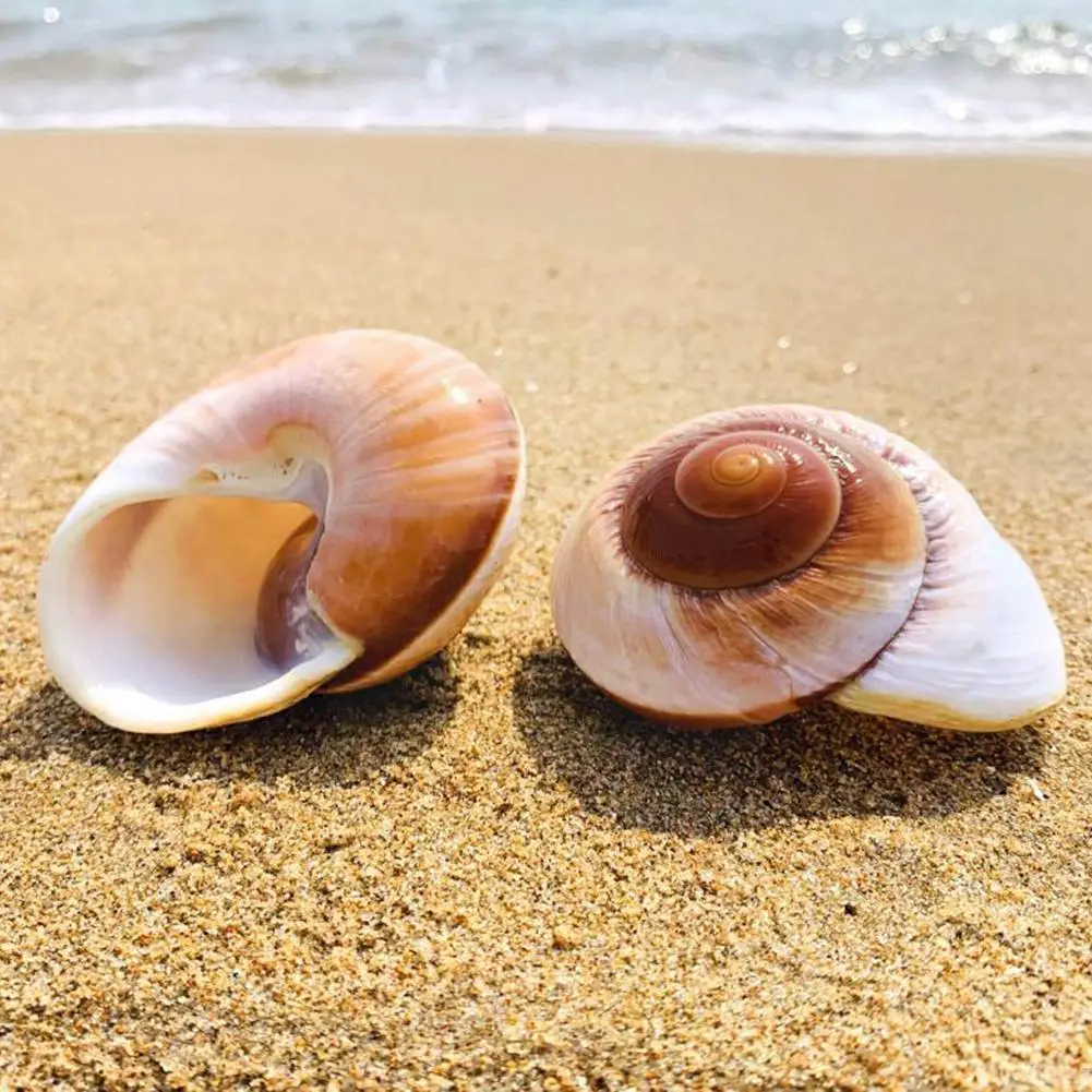 Roll Shell Fish Hermitage Crab Spare Replacement Shell Aquarium Natural Special Decoration Snail Shell Conch Bread M4L9 
Roll Shell Fish Hermitage Crab Spare Replacement Shell Aquarium Natural Special Decoration Snail Shell Conch Bread M4L9