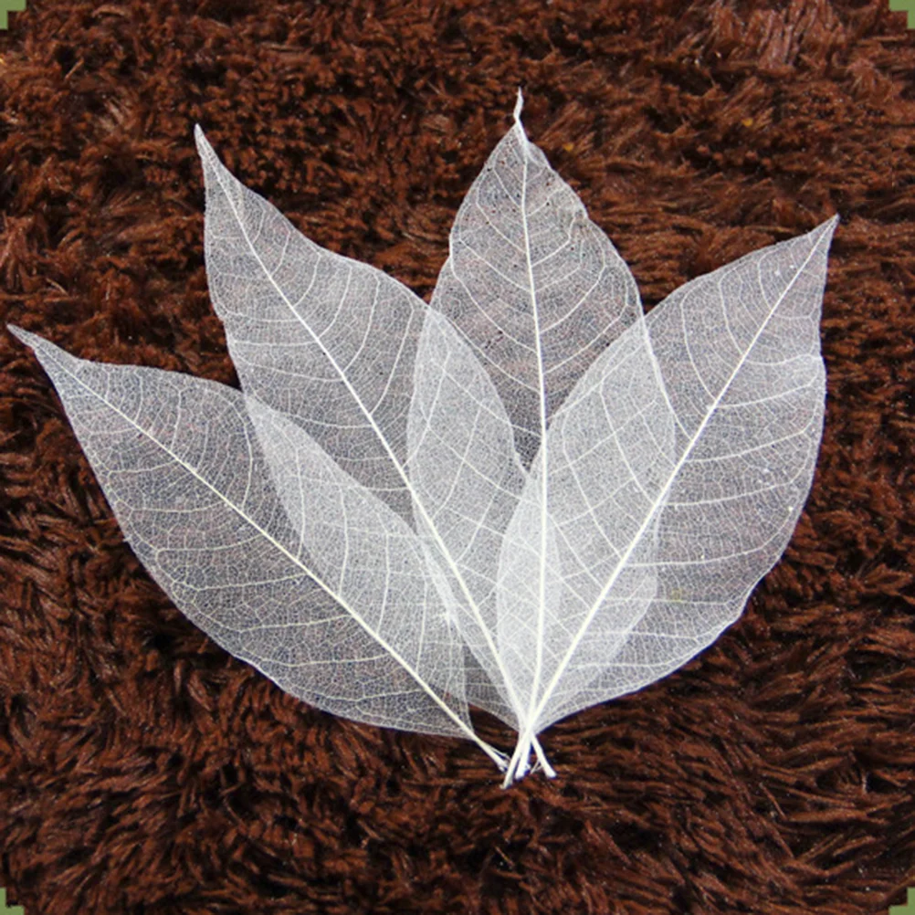 Leavesdried Leaf Diy Craft Natural Specimen Cardbookmark Artificial Crafts Scrapbook Pressed Flowers Project Rubber Wedding
Leavesdried Leaf Diy Craft Natural Specimen Cardbookmark Artificial Crafts Scrapbook Pressed Flowers Project Rubber Wedding