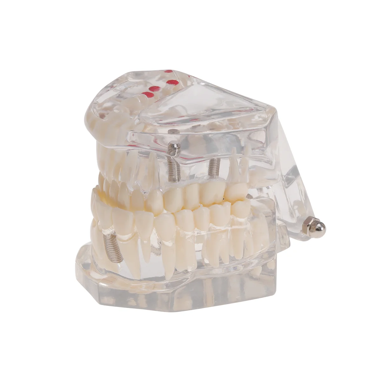 Demonstration Model Oral Teeth Model Detachable Demonstration Model Teeth Model Study Model Teeth Model
Demonstration Model Oral Teeth Model Detachable Demonstration Model Teeth Model Study Model Teeth Model