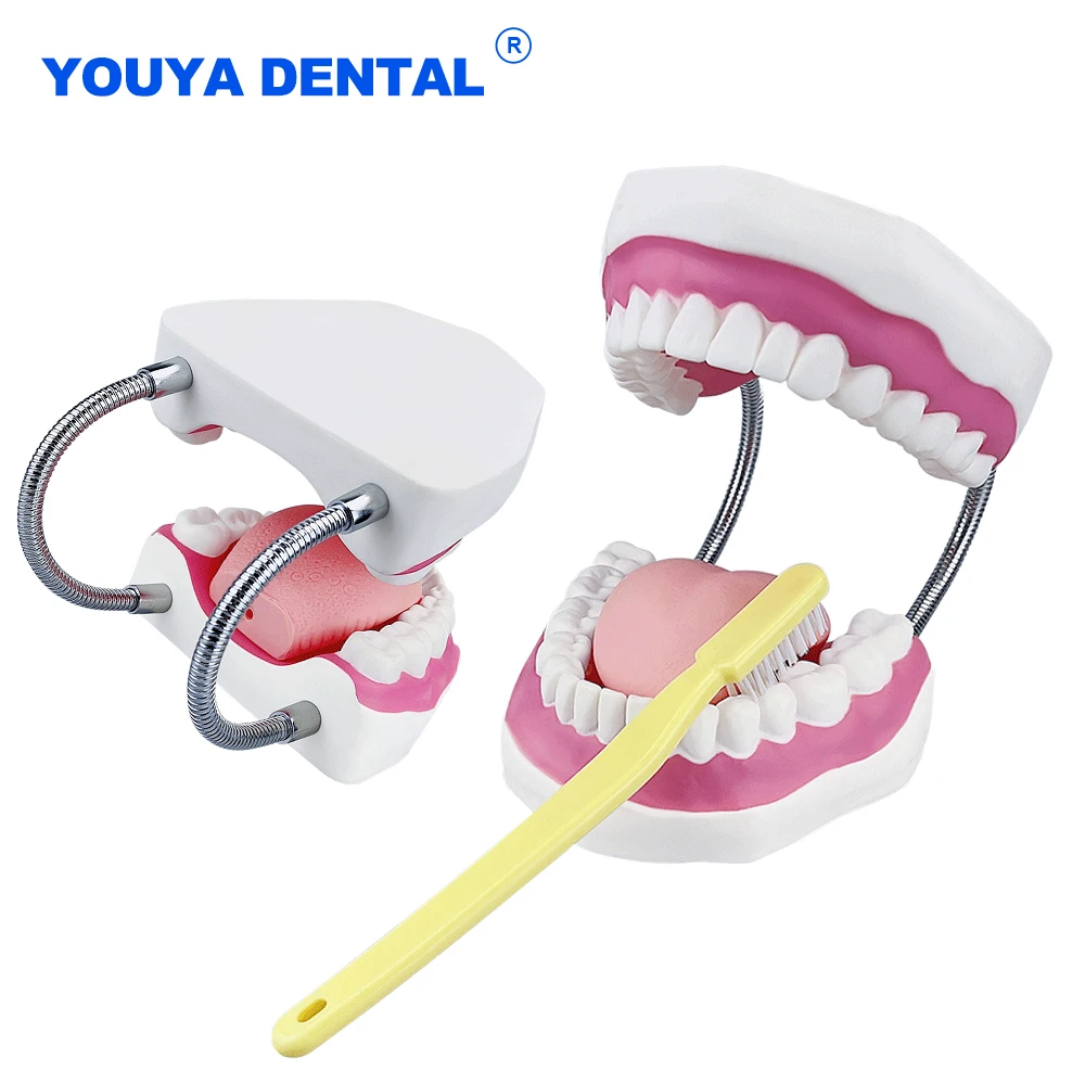 Normal 4 Times Full Mouth Model Tooth Dental Model Teeth for Teaching Education Dentist Oral Care Dentistry With Big Toothbrush
Normal 4 Times Full Mouth Model Tooth Dental Model Teeth for Teaching Education Dentist Oral Care Dentistry With Big Toothbrush