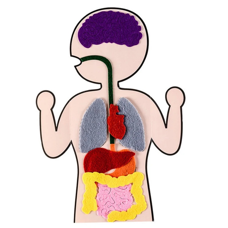 Body Parts Teaching Aids Children's Educational Toys School Teaching Aids Anatomy Human Body Organs Science Aids Fabric Making
Body Parts Teaching Aids Children's Educational Toys School Teaching Aids Anatomy Human Body Organs Science Aids Fabric Making