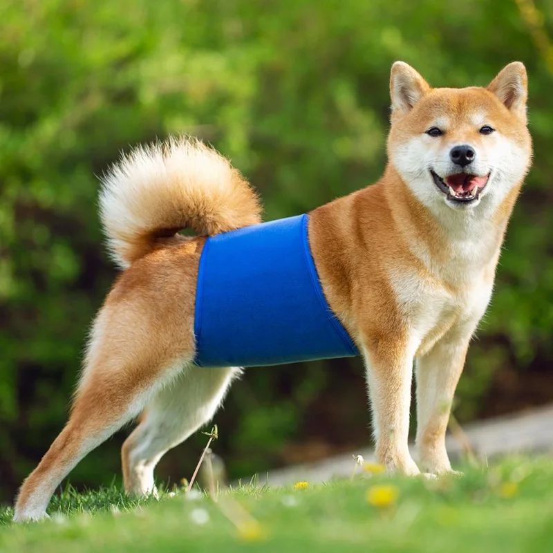 Подгузники для собак, гигиенические физиологические брюки, женское нижнее белье для собак, моющиеся подгузники для собак, товары для домашн... 
Подгузники для собак, гигиенические физиологические брюки, женское нижнее белье для собак, моющиеся подгузники для собак, товары для домашн...