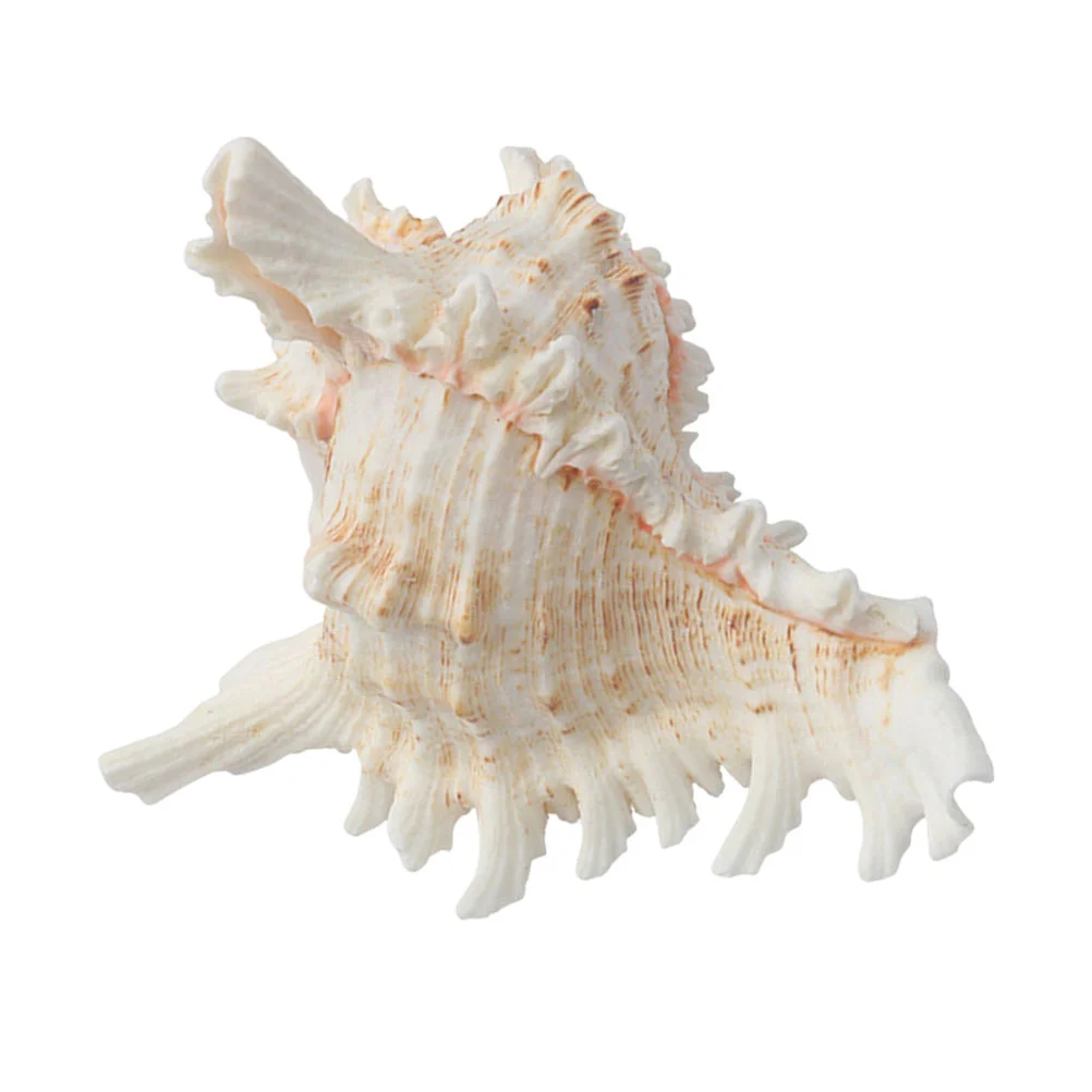 Ornament Nautical Shell Conch Miniature Decor Tank Seashellaquarium Natural Seaside Table Crafts Beach Theme Decorations
Ornament Nautical Shell Conch Miniature Decor Tank Seashellaquarium Natural Seaside Table Crafts Beach Theme Decorations