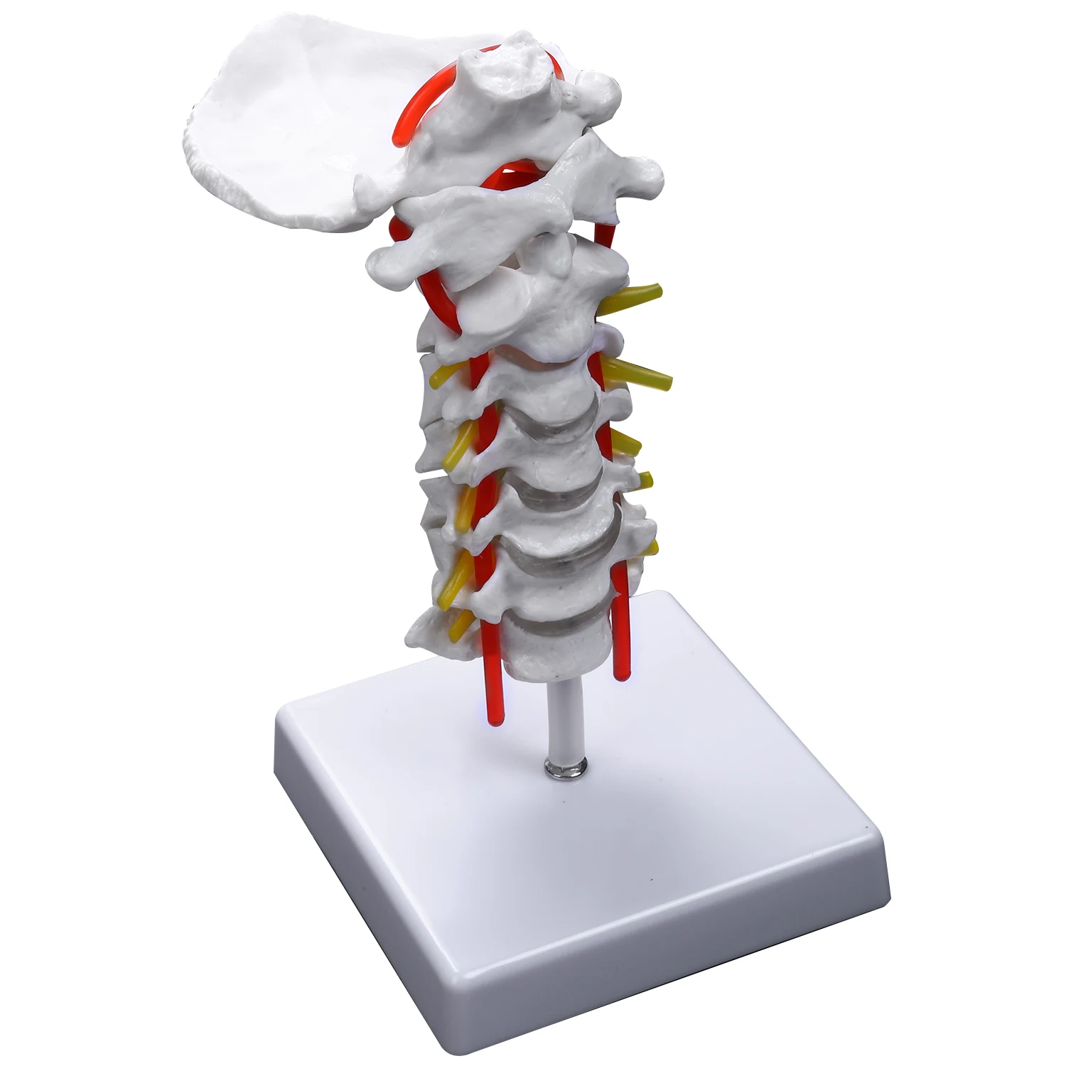 Cervical Vertebra Arteria Spine Spinal Nerves Anatomical Model Anatomy for Science Classroom Study Display Teaching Model
Cervical Vertebra Arteria Spine Spinal Nerves Anatomical Model Anatomy for Science Classroom Study Display Teaching Model