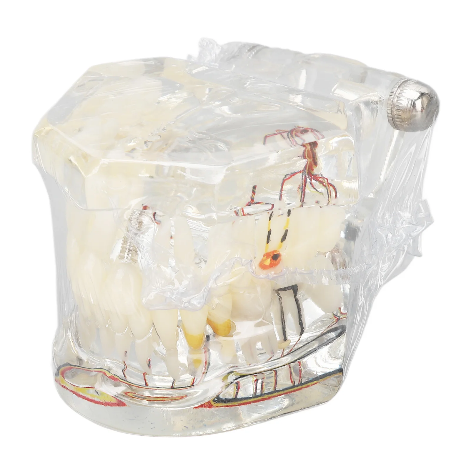 Disease Teeth Model Transparent Oral Care Acrylic Learning Disease Implant Teeth Model Portable for Student for Clinic
Disease Teeth Model Transparent Oral Care Acrylic Learning Disease Implant Teeth Model Portable for Student for Clinic