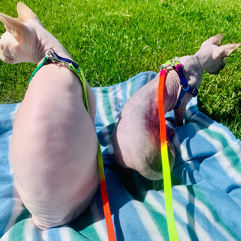 Adjustable Rainbow Small Pet Dog Leash Harness Nylon Colorful Puppy Lead Leashes Walk Out Hand Strap Vest Collar For Dogs Cats
Adjustable Rainbow Small Pet Dog Leash Harness Nylon Colorful Puppy Lead Leashes Walk Out Hand Strap Vest Collar For Dogs Cats