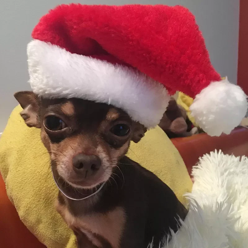 New in Pet Cat Dog Santa Claus Hat Christmas New Year Plush Cap Party Home Decorations Dog Caps Pet Costume Cosplay Supplies chr
New in Pet Cat Dog Santa Claus Hat Christmas New Year Plush Cap Party Home Decorations Dog Caps Pet Costume Cosplay Supplies chr