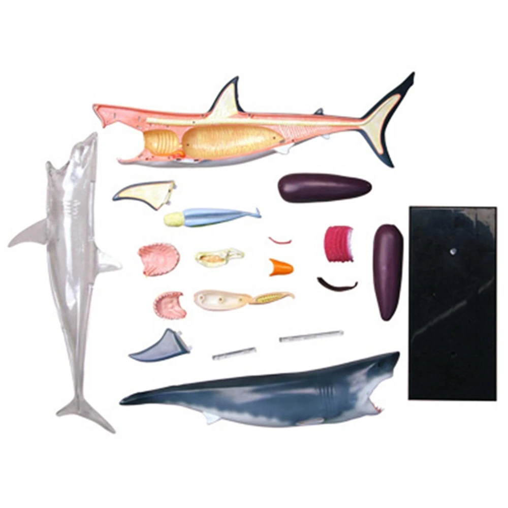 Animal Organ Anatomy Model 4D Shark Intelligence Assembling Toy Teaching Anatomy Model DIY Popular Science Appliances
Animal Organ Anatomy Model 4D Shark Intelligence Assembling Toy Teaching Anatomy Model DIY Popular Science Appliances