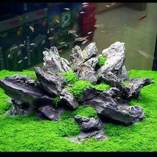 Aquarium Plants Fish tank Decoration Aquarium Background Accessoires Quickly Landscaping Aquatic Plants Aerobics Fish Breeding
Aquarium Plants Fish tank Decoration Aquarium Background Accessoires Quickly Landscaping Aquatic Plants Aerobics Fish Breeding