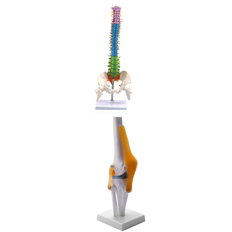 Knee Joint Simulation Model Human 1:1 Size Anatomy & 45Cm With Pelvic Human Anatomical Anatomy Spine Spinal Column Model
Knee Joint Simulation Model Human 1:1 Size Anatomy & 45Cm With Pelvic Human Anatomical Anatomy Spine Spinal Column Model
