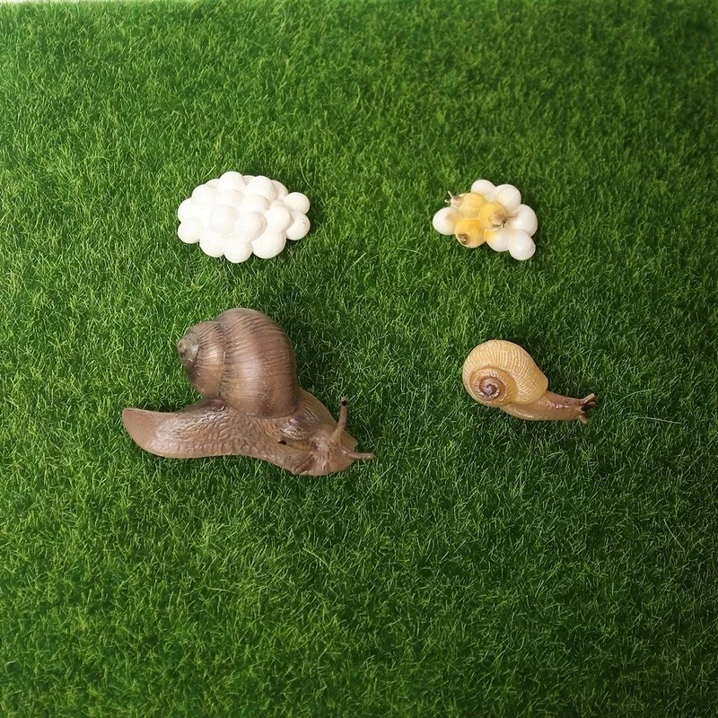 Realistic Resin Snail Animal Model Life Cycle of Snail Diagram Miniature Garden Decoration Collector Educational Toy
Realistic Resin Snail Animal Model Life Cycle of Snail Diagram Miniature Garden Decoration Collector Educational Toy