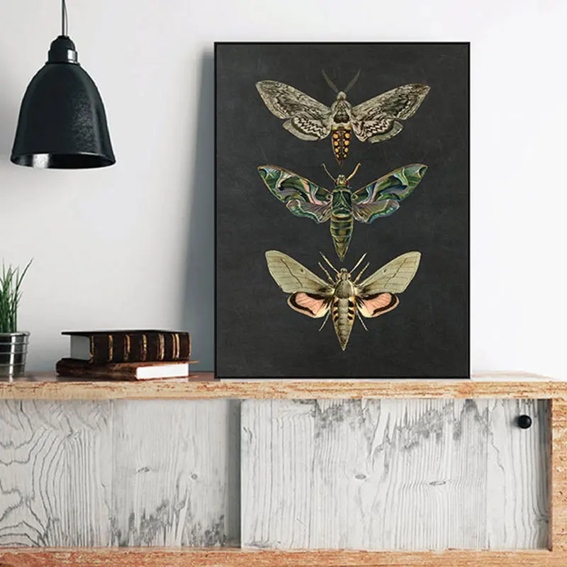 Vintage Nature Insect Moth Poster Prints Retro Hexapod Animal Canvas Painting Living Room Bedroom Home Decor HD Wall Art Picture
Vintage Nature Insect Moth Poster Prints Retro Hexapod Animal Canvas Painting Living Room Bedroom Home Decor HD Wall Art Picture