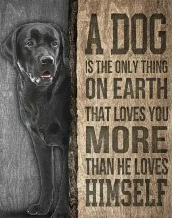 Dog The Only Thing on Labrador Retriever Music Vintage Novelty Funny Home Bathroom Bar Pub Cottage Farm Rustic Retro Tin Sign
Dog The Only Thing on Labrador Retriever Music Vintage Novelty Funny Home Bathroom Bar Pub Cottage Farm Rustic Retro Tin Sign