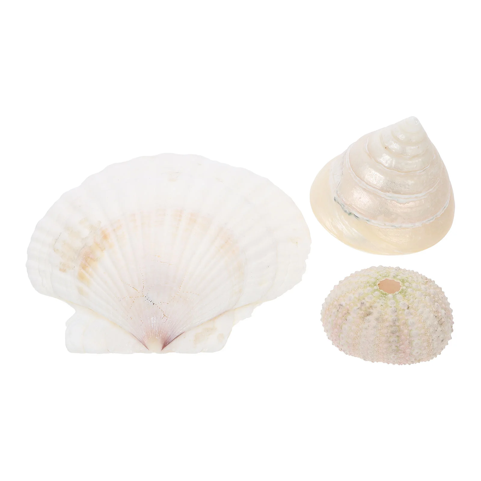 3pcs Natural Conch Sea Shell Scallop Shell Sea Urchin for Jewelry Decoration
3pcs Natural Conch Sea Shell Scallop Shell Sea Urchin for Jewelry Decoration