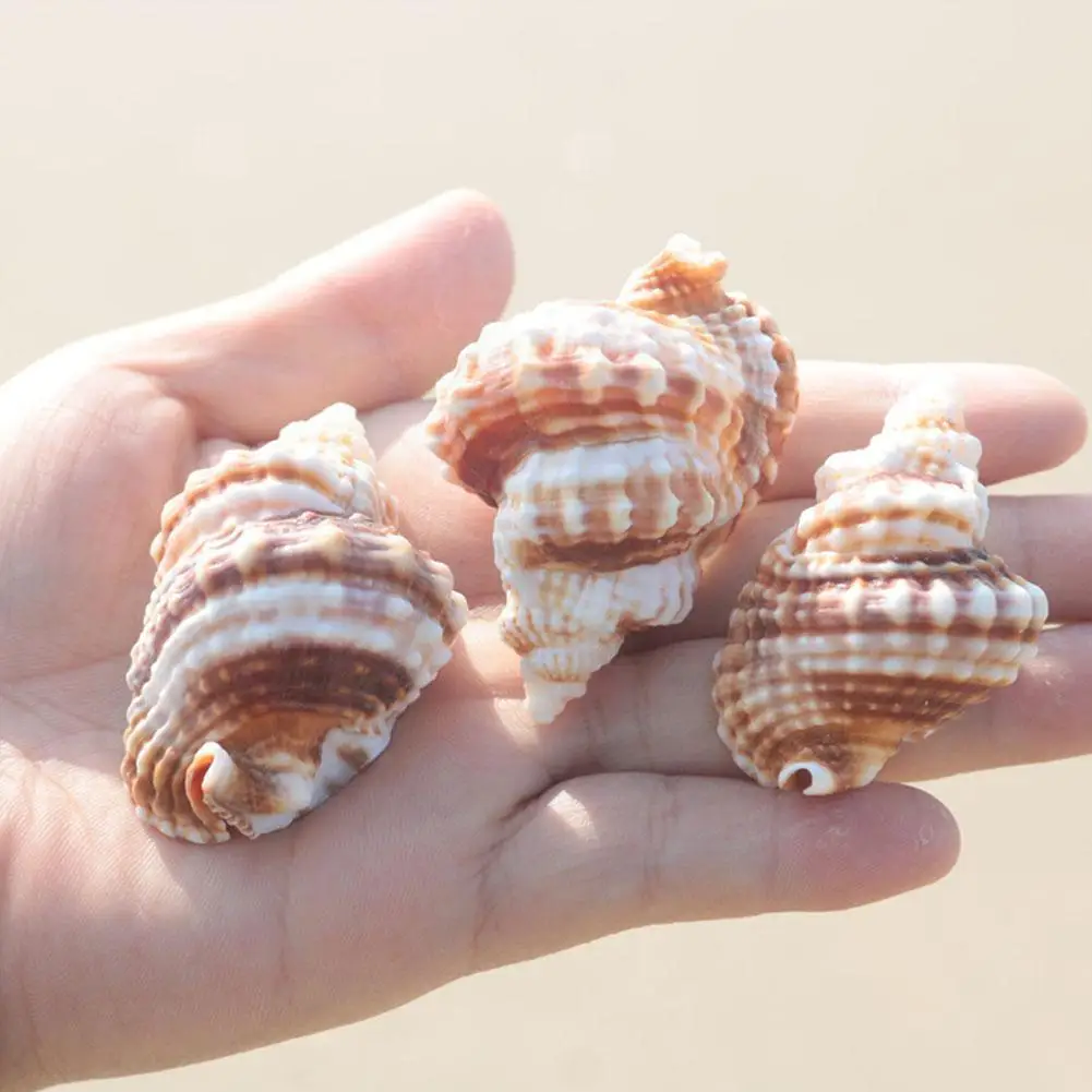 Natural Conch Flat Mandarin Wing Snail Specimen Gift Specimen Landscaping Fish Rare Imported Collection Decorati T1q0
Natural Conch Flat Mandarin Wing Snail Specimen Gift Specimen Landscaping Fish Rare Imported Collection Decorati T1q0