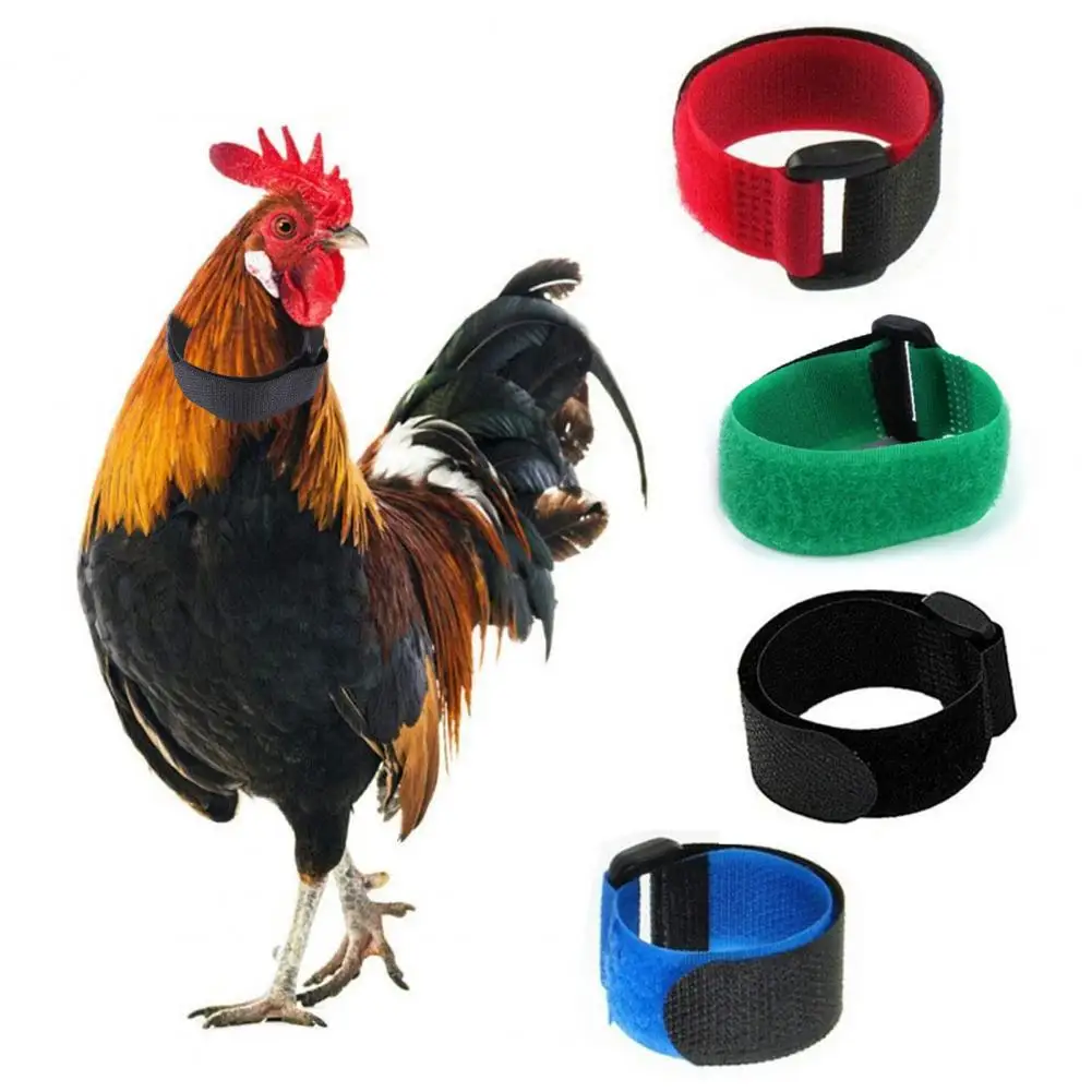 Nylon 2Pcs Excellent Anti-crowing Breathable Rooster Collar 4 Colors Rooster Neckband Multi-purpose for Goose
Nylon 2Pcs Excellent Anti-crowing Breathable Rooster Collar 4 Colors Rooster Neckband Multi-purpose for Goose