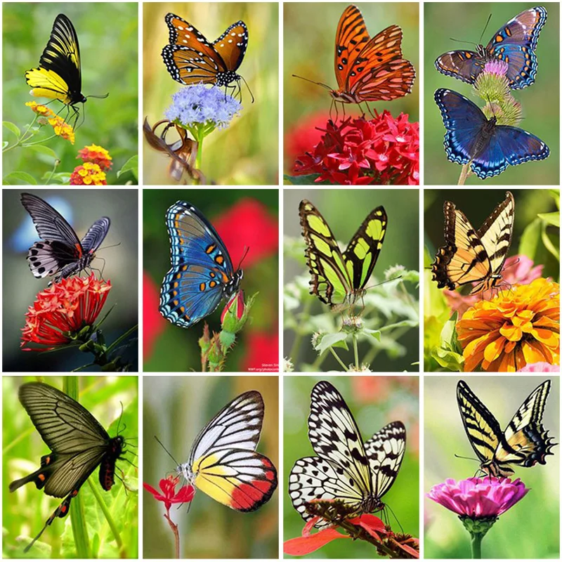 Diy Butterfly 5d Diamond Painting Full Square Drill Flower Diamond Embroidery Cross Stitch Handwork Wall Art Home Decor Gift
Diy Butterfly 5d Diamond Painting Full Square Drill Flower Diamond Embroidery Cross Stitch Handwork Wall Art Home Decor Gift