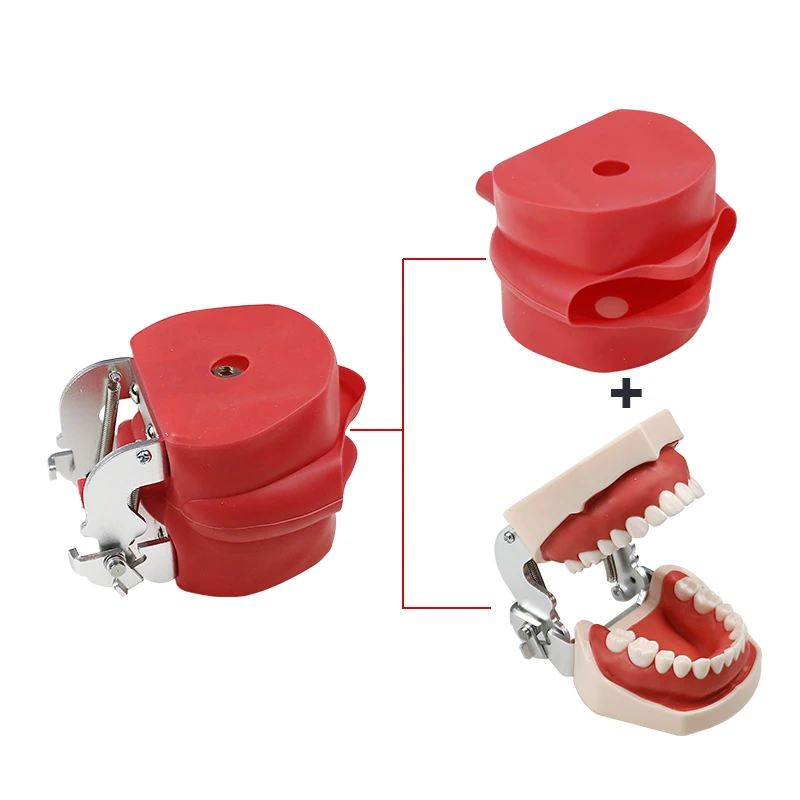 Dentist Gift Gum Teeth Teaching Model Demonstration with Removable Tooth Dentist Material
Dentist Gift Gum Teeth Teaching Model Demonstration with Removable Tooth Dentist Material