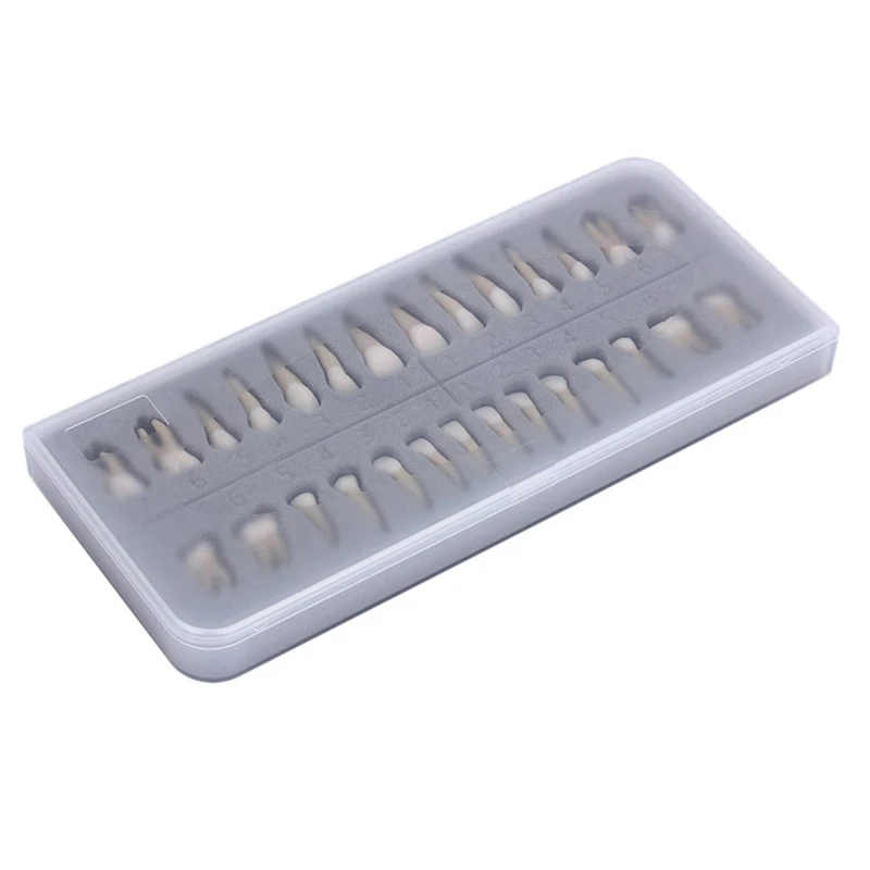 Adult Teeth Model 28Pcs 1:1 Permanent Teeth Model Resin School Teaching Equipment
Adult Teeth Model 28Pcs 1:1 Permanent Teeth Model Resin School Teaching Equipment