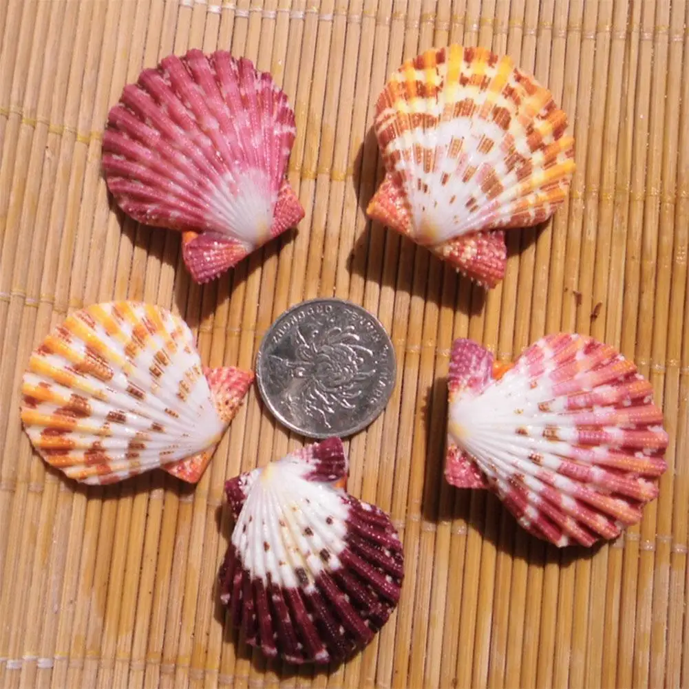 10PCS/lot Sea Shells Natural Scallop Seashell Beach Wedding Decorations Home Decor Ocean Ornaments DIY Shell For Jewelry Making
10PCS/lot Sea Shells Natural Scallop Seashell Beach Wedding Decorations Home Decor Ocean Ornaments DIY Shell For Jewelry Making