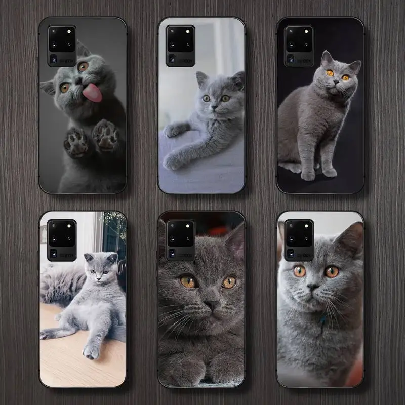 British Shorthair Cat Phone Case For Samsung A32 A51 A52 A71 A50 A12 A21S S10 S20 S21 Plus Fe Ultra
British Shorthair Cat Phone Case For Samsung A32 A51 A52 A71 A50 A12 A21S S10 S20 S21 Plus Fe Ultra