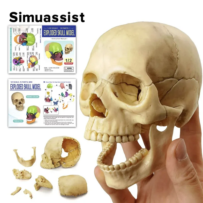 Анатомическая модель черепа 4D, 15 шт.
Анатомическая модель черепа 4D, 15 шт.