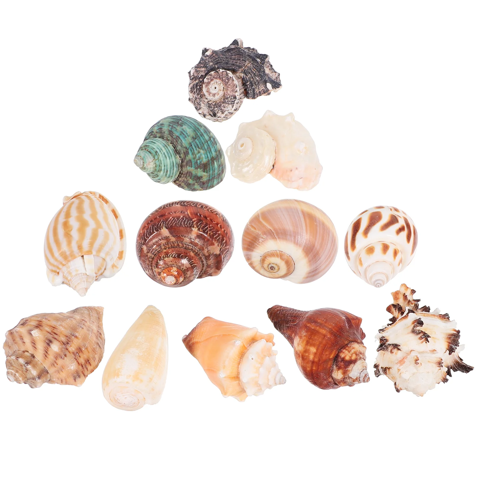 Small Seashells Crafts Ornaments Decorate Crafting Embellishment Conch Trinkets Home
Small Seashells Crafts Ornaments Decorate Crafting Embellishment Conch Trinkets Home