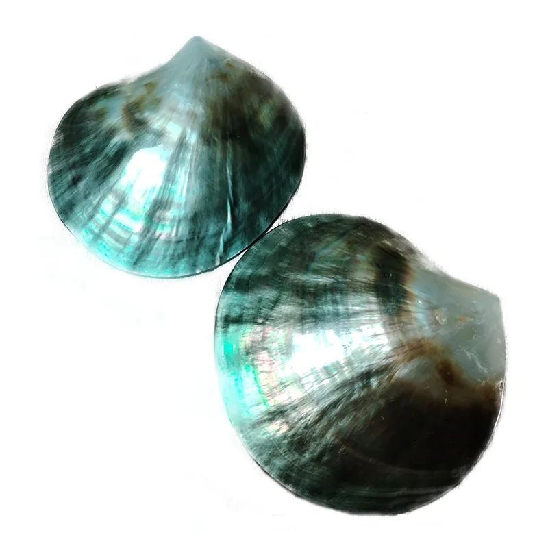 Черные перламутровые ракушки Pinctada Margarilifera
Черные перламутровые ракушки Pinctada Margarilifera