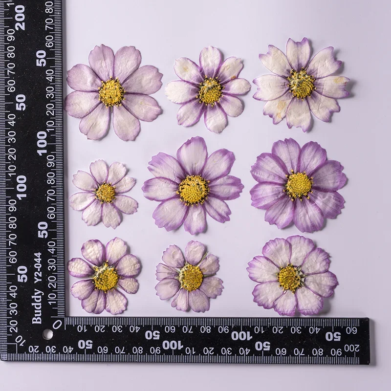 Натуральные прессованные цветы Gesanghua 12 шт.
Натуральные прессованные цветы Gesanghua 12 шт.