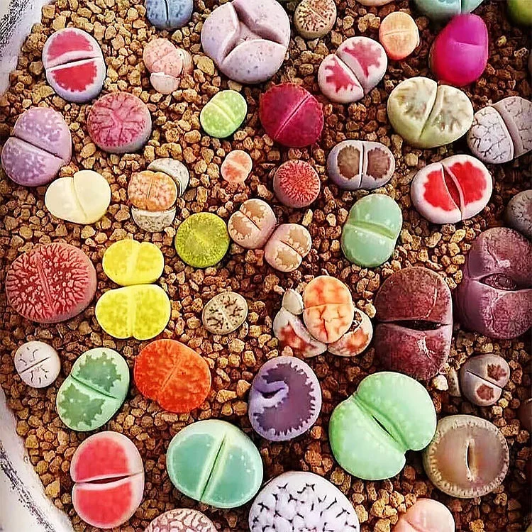100 полумассы Lithops 
100 полумассы Lithops