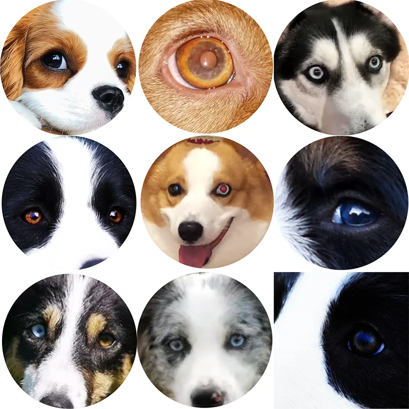 FLTMRH Round photo glass cabochon spring Dog back Making findings 8mm 10mm 12mm/14mm/18mm/20mm/25mm 30mm 
FLTMRH Round photo glass cabochon spring Dog back Making findings 8mm 10mm 12mm/14mm/18mm/20mm/25mm 30mm