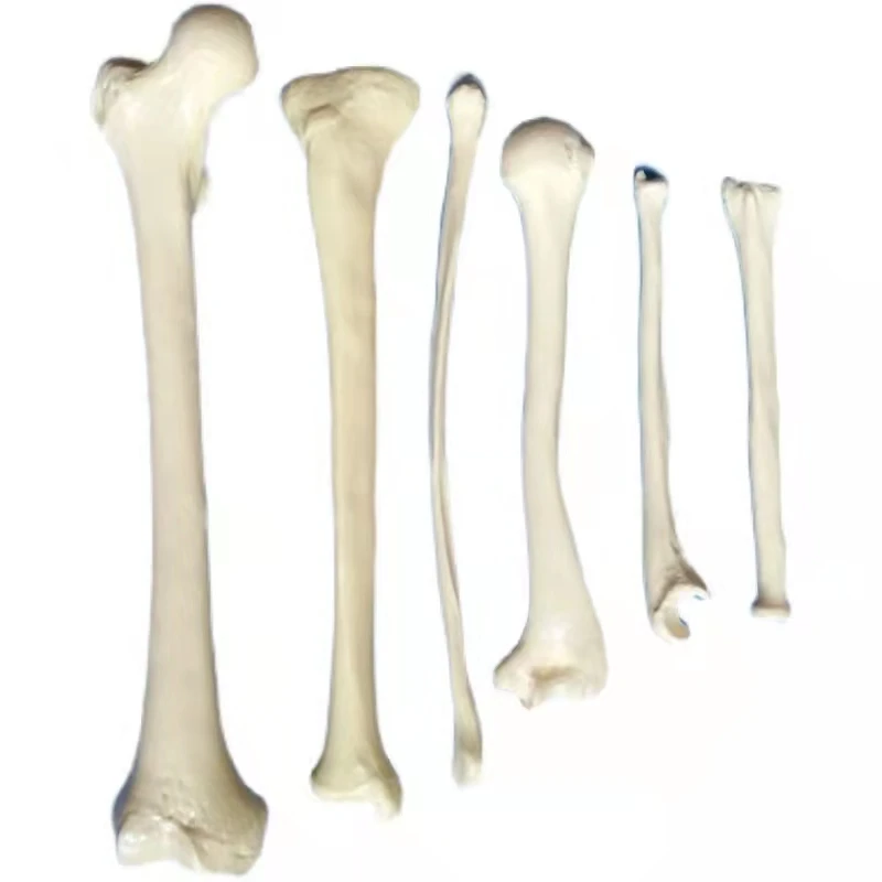 Humerus Femur голени бедра кости ключицы радиус Перона фибула человеческой