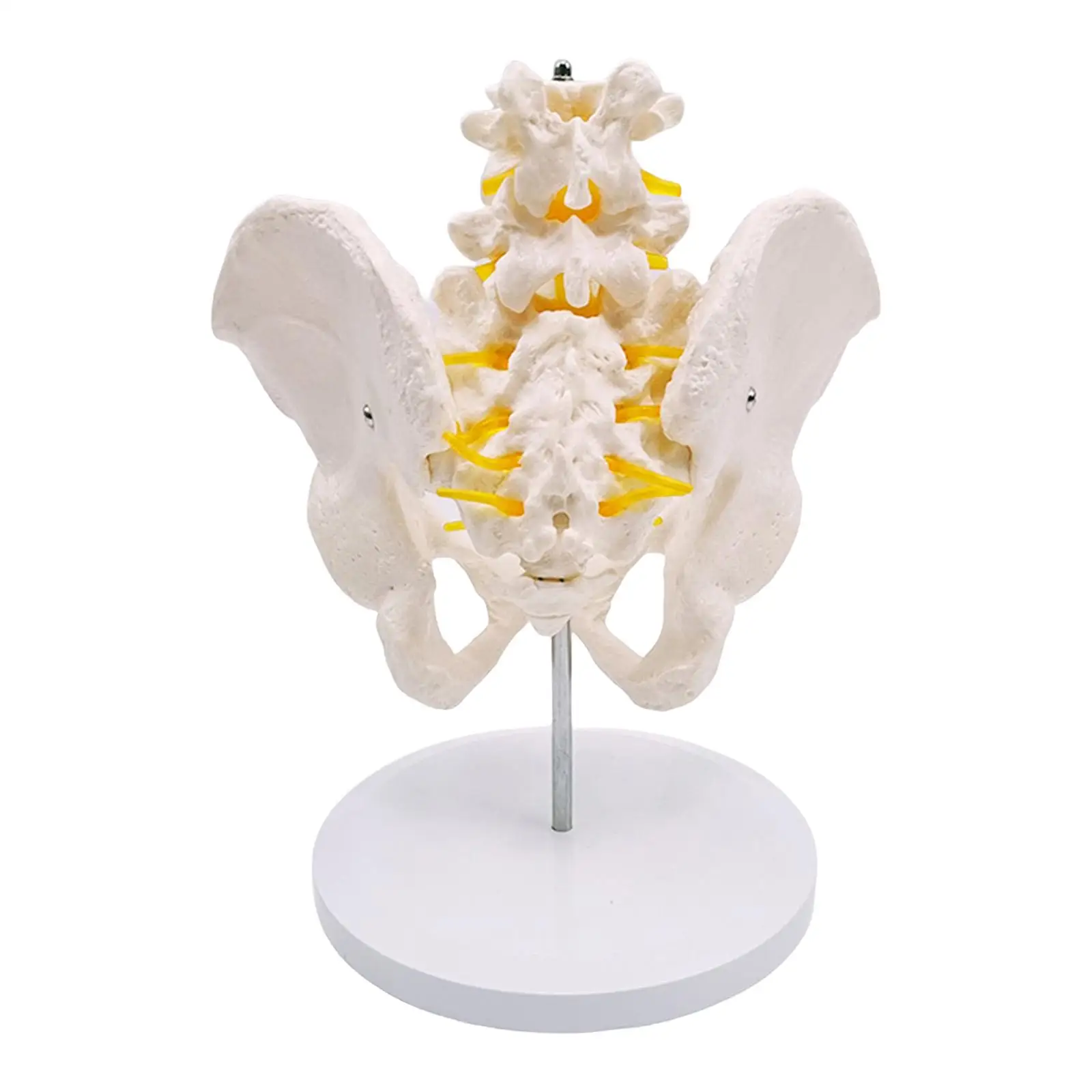 Lumbar Vertebrae Model Educational Kit Human Lumbar Spine Demonstration Model Gifts
Lumbar Vertebrae Model Educational Kit Human Lumbar Spine Demonstration Model Gifts