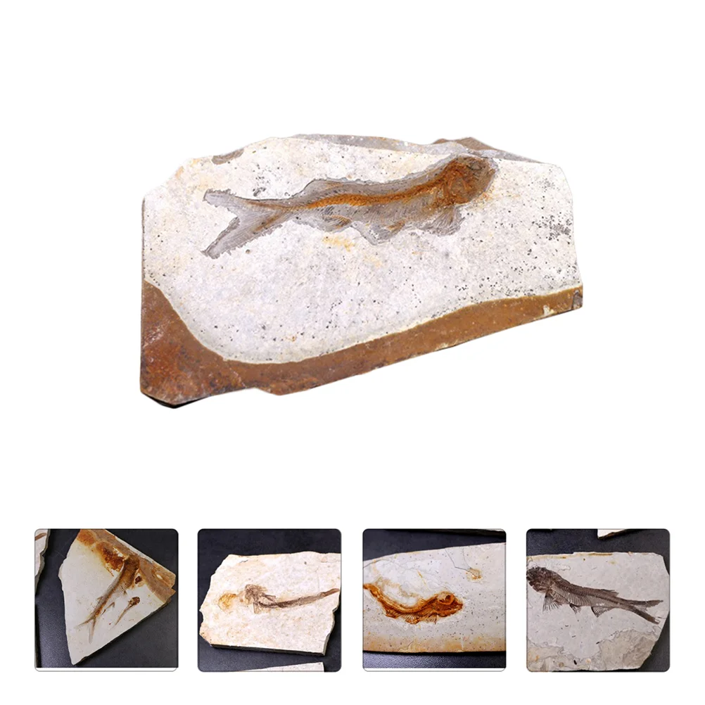 Fossilfossils Teaching Bone Fossilized Specimen Animal Adornment Science Home Sample Ancient Specimens Desktop Props 
Fossilfossils Teaching Bone Fossilized Specimen Animal Adornment Science Home Sample Ancient Specimens Desktop Props