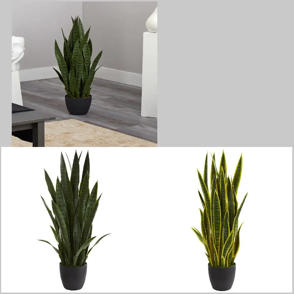 and Natural Sleek Green Natural Artificial Sansevieria Plant - Bring Nature and Style to Your Home.
and Natural Sleek Green Natural Artificial Sansevieria Plant - Bring Nature and Style to Your Home.