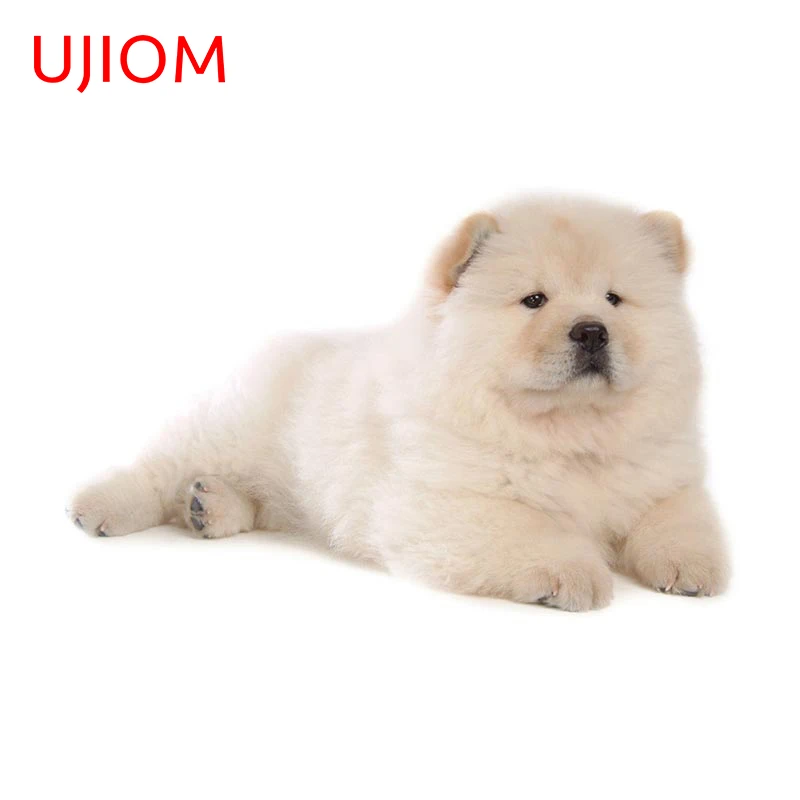 UJIOM 13cm X 8.4cm Chow Small Eye Dog Decal Wall Sticker Living Room Kitchen Floor Decorate Refrigerator Accessories Waterproof
UJIOM 13cm X 8.4cm Chow Small Eye Dog Decal Wall Sticker Living Room Kitchen Floor Decorate Refrigerator Accessories Waterproof